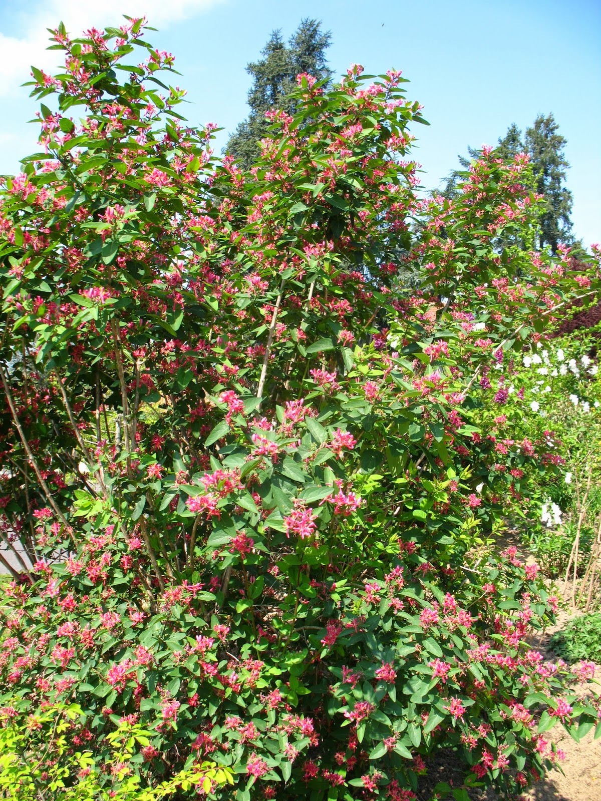 Lonicera tatarica 'Hack's Red'